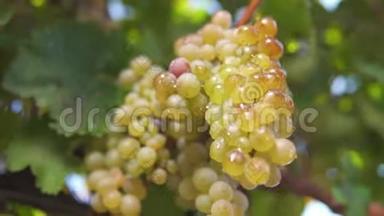 一串葡萄，葡萄藤上的白葡萄.. 酿造白葡萄酒的葡萄酒上的熟葡萄